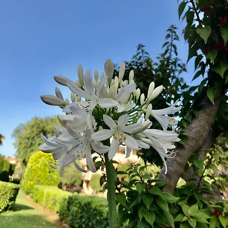 Elviria Gardens